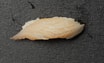 31. Hamachi / Kingfish Nigiri